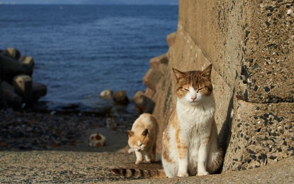 коты бездомные берег..file