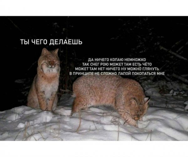 file_101847656