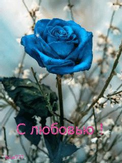 Голубая роза с любовью