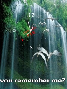 Animbird