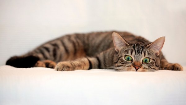 Cat-animals-whiskers-kitten