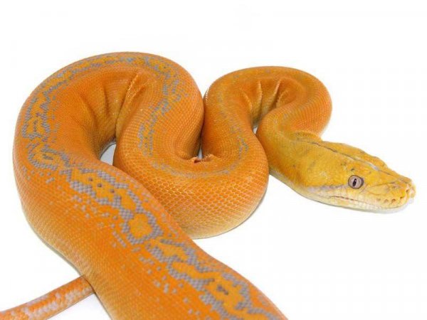 Golden Python 1.0 S60 V3 ampV5 symbian3