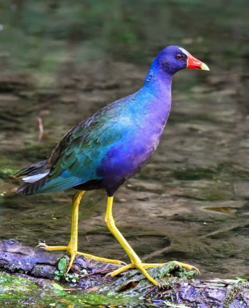Малая султанка Purple Gallinule