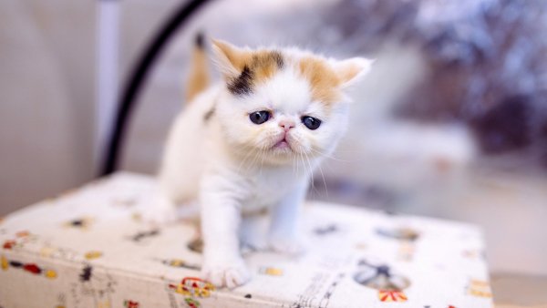 Обои на рабочий стол