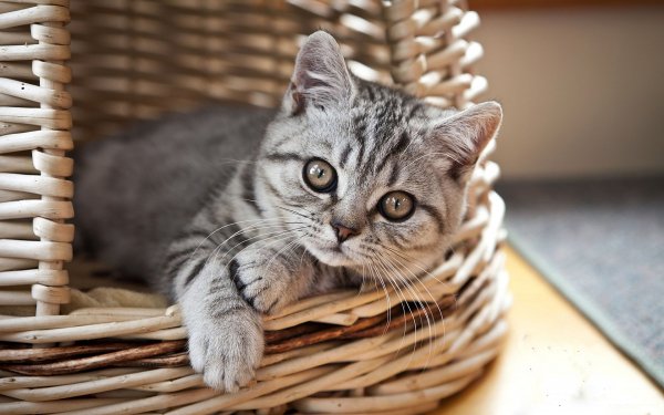 Котёнок