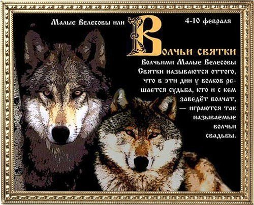 Волк