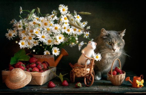 Кот