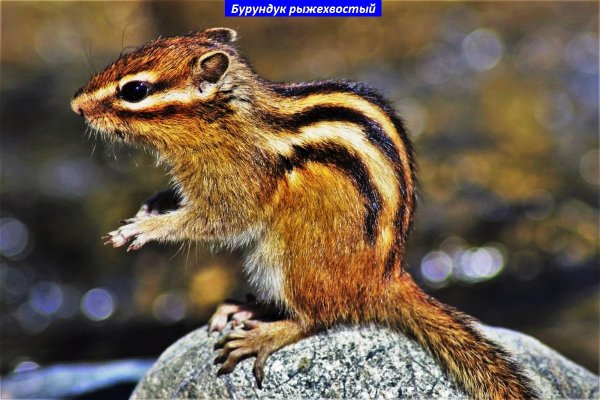 Бурундук рыжехвостый