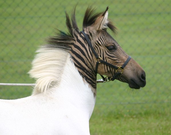 01 zebra pferd popup