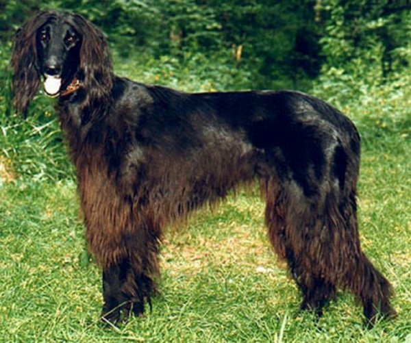 Тайган (2)