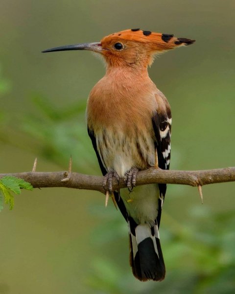Удод Eurasian hoopoe