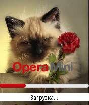 Cat and rose by Storm