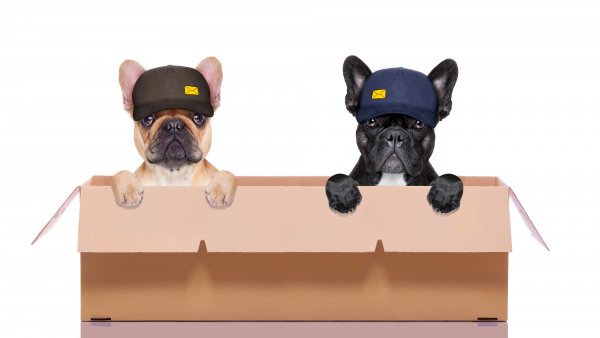 Dogs White background Box Two Bulldog