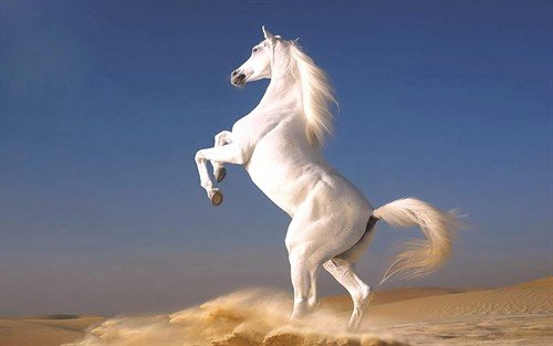 file_81053689