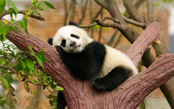 Baby Animals 11