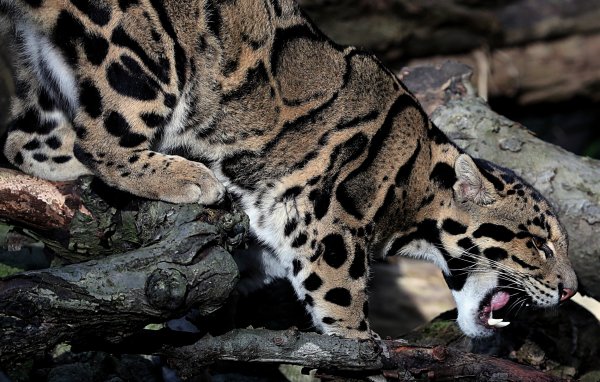 Big cats Leopards clouded 534652 2500x1590