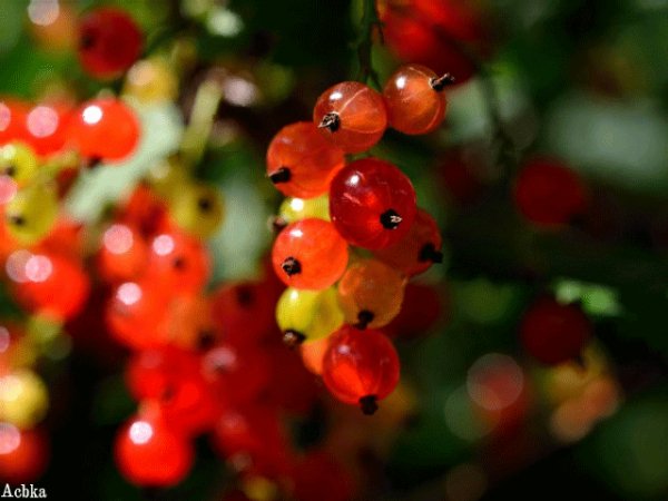 file_94452477