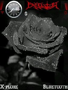 Black rose by zero7610 ver2