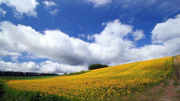 file_82585840