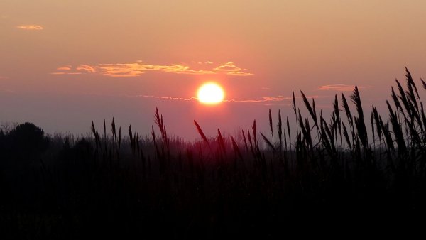 file_81314517