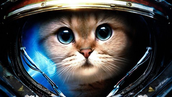 Cool-Cat-Desktop-Wallpaper-HD