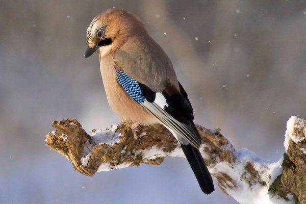 Feathered 16