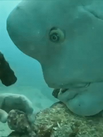 Любопытный и нетерпеливый
