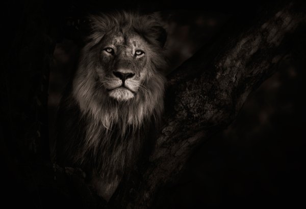 botswana-lev