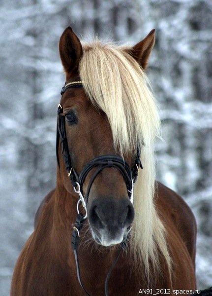 Finnish horse stallion by floCha