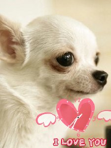 Dog anim