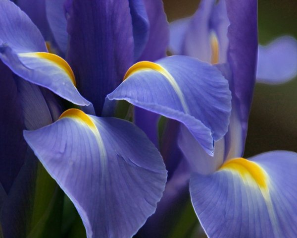 Image (2)