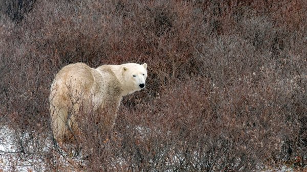 WillowBear ROW2961602107 UHD