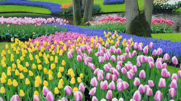 DutchTulips ROW0532367282 UHD
