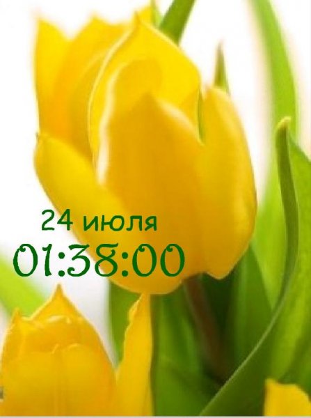 Тюльпаны