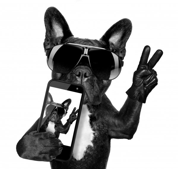 Bulldog-selfie