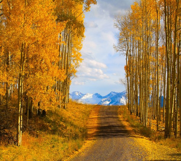 autumn road