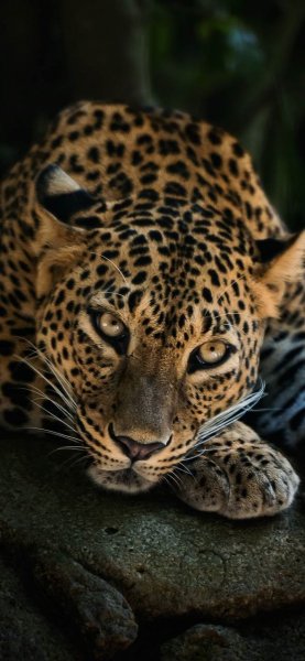 file_96620420