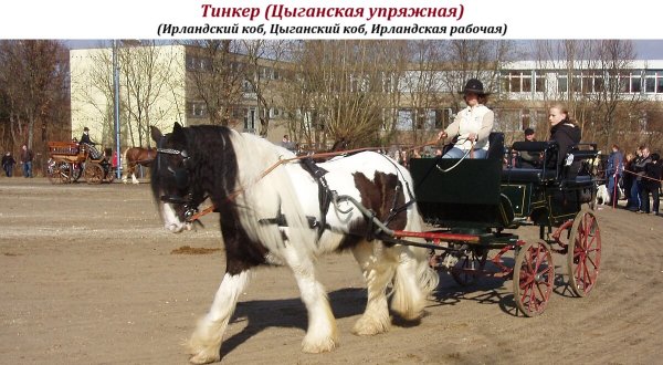 Тинкер (Цыганская упряжная лошадь)