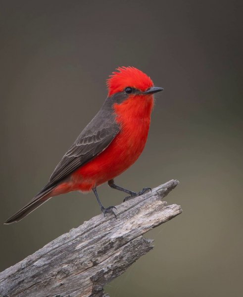 ОГНЕННЫЙ МУХОЕД