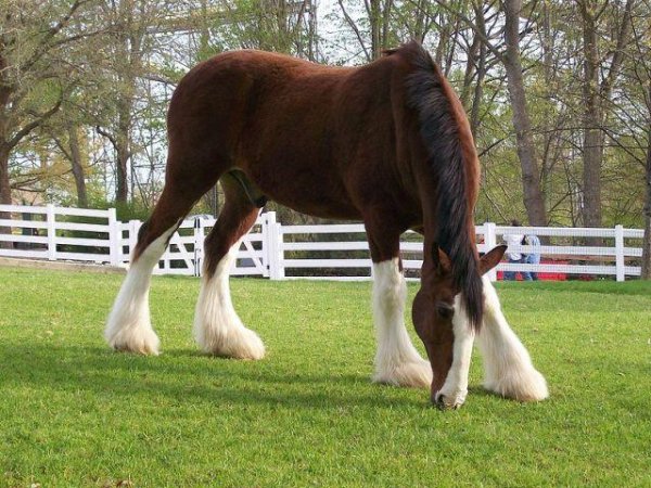 clyesdale-draught
