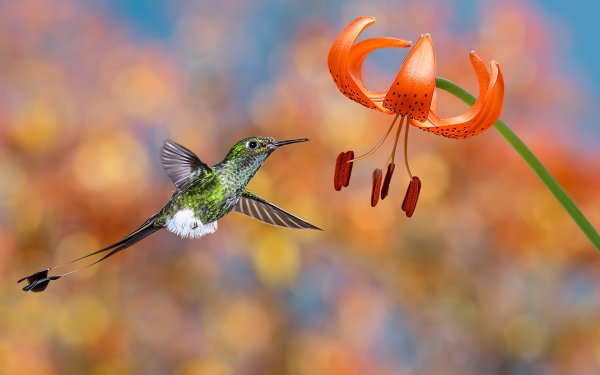 Birds of Many Feathers 2
