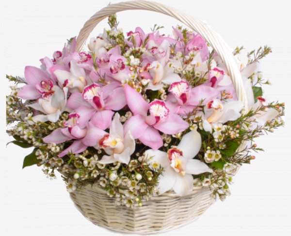 orchids-basket-2-800x650