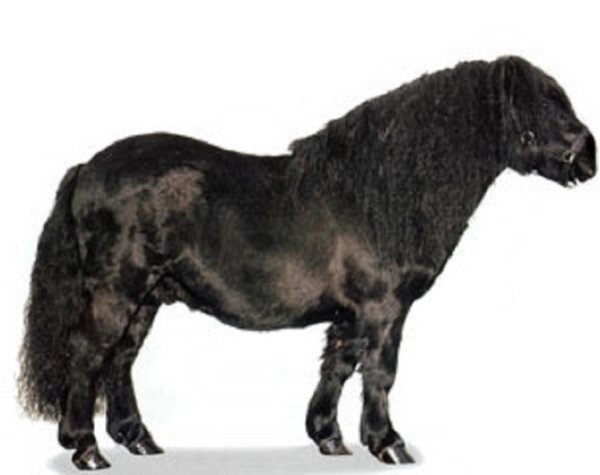 Шетлендская порода пони (2)