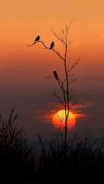 file_99507195