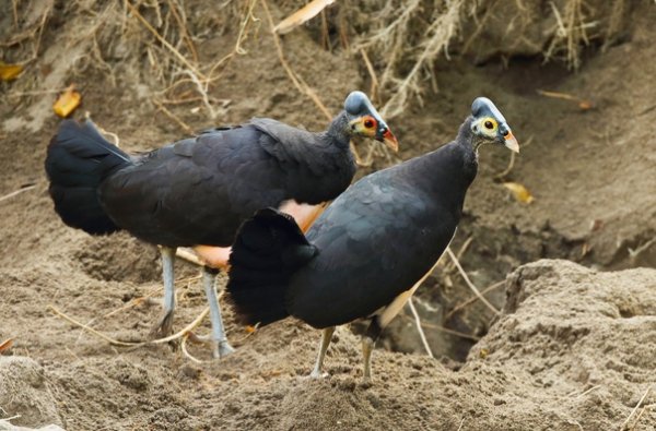Малео Macrocephalon maleo