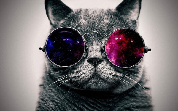 Cool-Cat-Wallpaper-Free-Download
