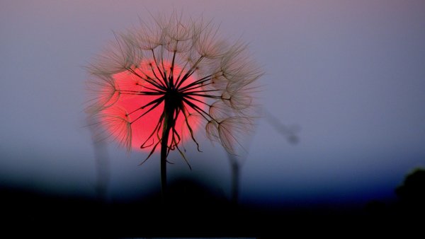 file_81870288