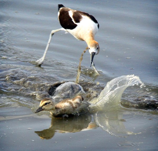 Шилоклювка американская и утка
