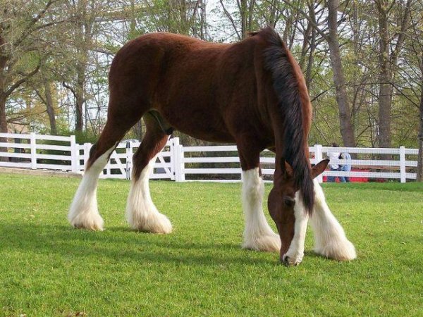 clyesdale-draught