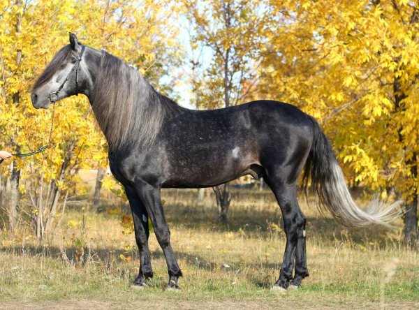 Лошадь Орловский рысак 14